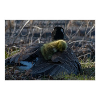 Oie canadienne avec gosling Poster Imprimer