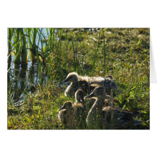 Oie de bébé adoptée