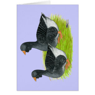 Oie de Toulouse Dewlap