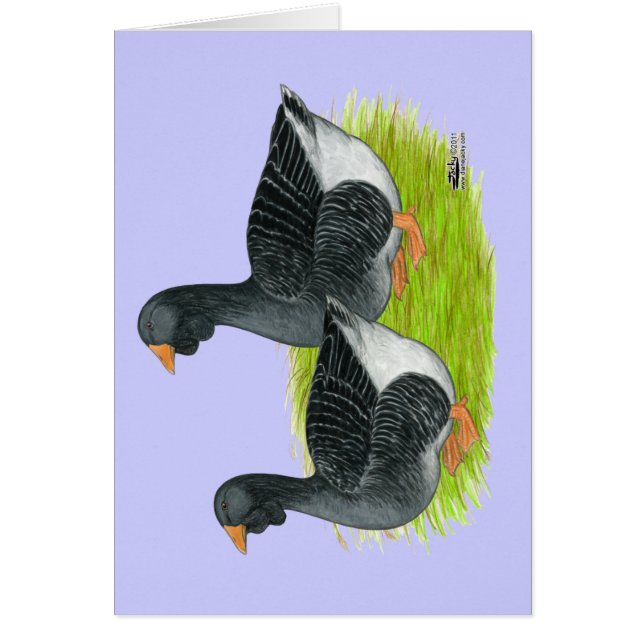 Oie de Toulouse Dewlap (Devant)