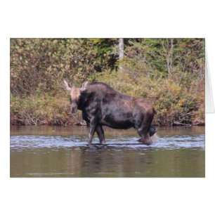 Oie de vache du Maine