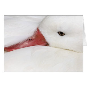 Oie des neiges Chen caerulescens