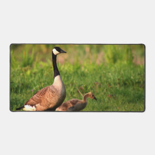 Oie Gosling Oie Nature Photo de plein air