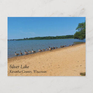 Oies au lac Silver, carte postale du Wisconsin