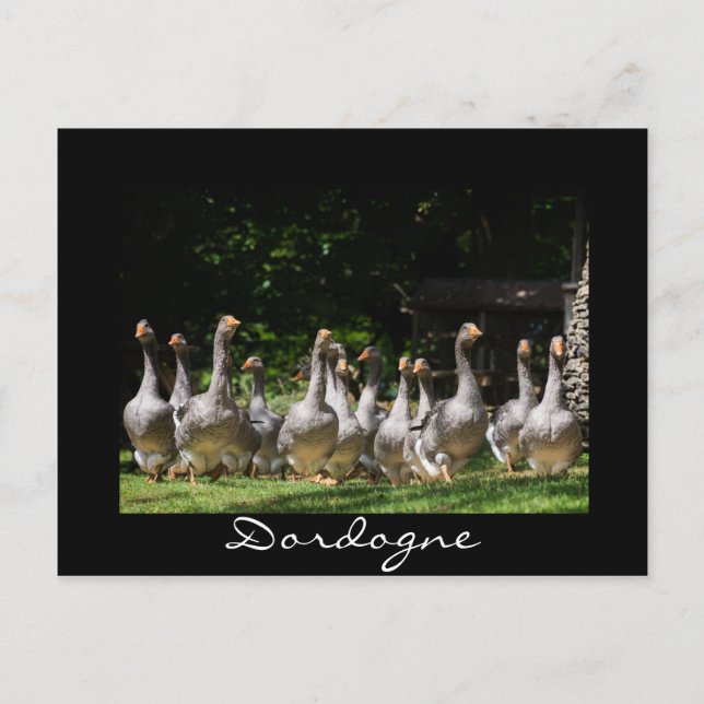 Oies dans la Dordogne carte postale en texte noir (Devant)