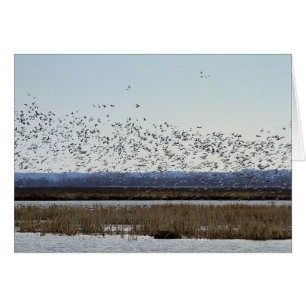 Oies des neiges Décollage de la faune de Squaw Cre