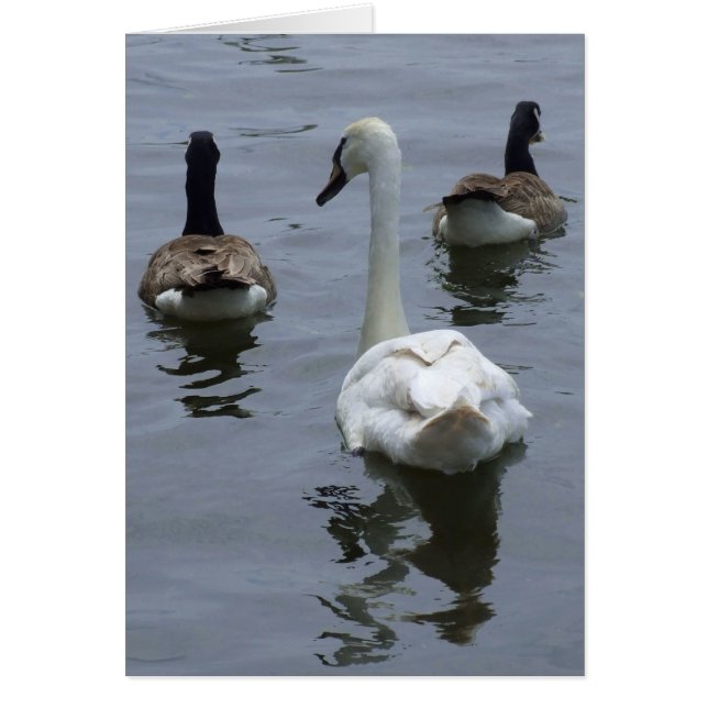 Oies et carte de cygne (Devant)