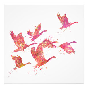 Oies Oiseaux Forêt Sauvage Nature Monde Terre Vol Fotodruck