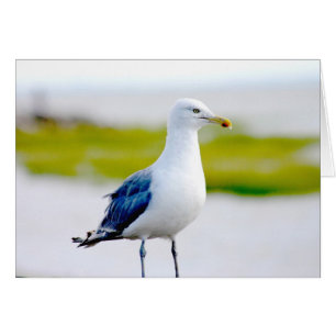 Oiseau au bord de l'eau