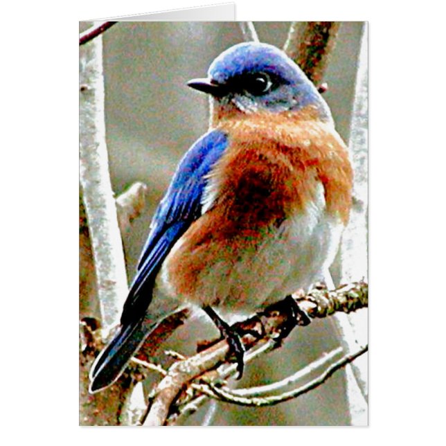 Oiseau bleu (Devant)