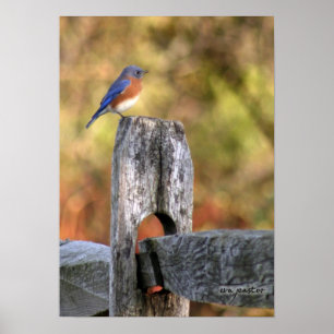 Oiseau bleu de bonheur - affiche