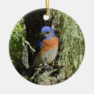 Oiseau bleu de l'Ouest, faune, ornement