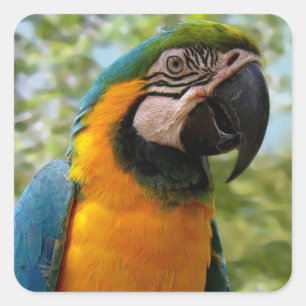 Oiseau : Bleu et or Parrot autocollant