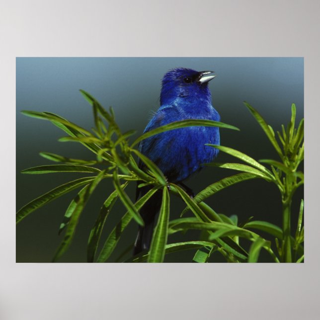 Oiseau bleu Photo Oiseau naturel Poster (Devant)