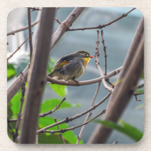 Oiseau dans des dessous de verre en plastique durs