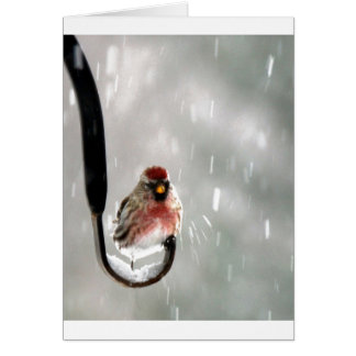 Oiseau dans la neige