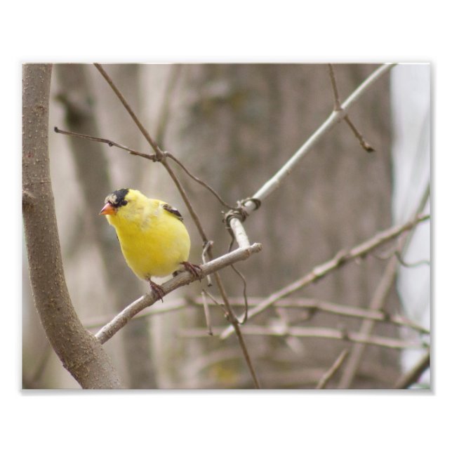 Oiseau de finche jaune dans l'arbre Photographie I (Devant)