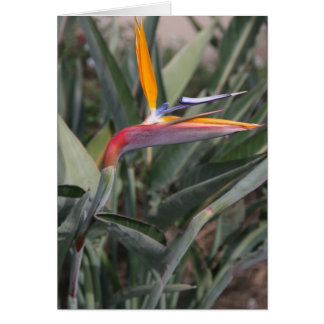 Oiseau de fleur de paradis