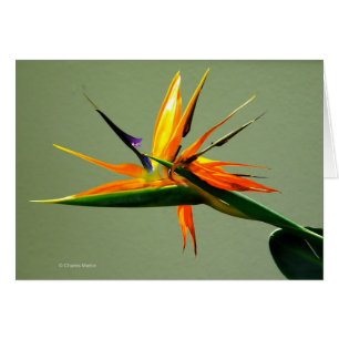 Oiseau de fleur de paradis