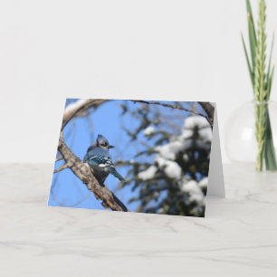 Oiseau de geai bleu dans la carte de voeux de