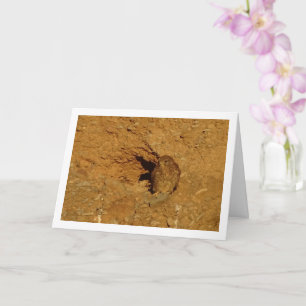 Oiseau de Kestrel, carte Falco Tinnunculus