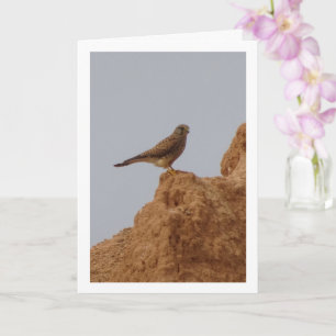 Oiseau de Kestrel, carte Falco Tinnunculus