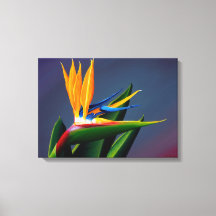 Oiseau de Paradis toile Imprimer