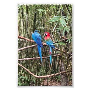 Oiseau de perroquet Photo tropicale