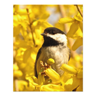 Oiseau de pousse en Forsythia Fleurs Photo Imprime