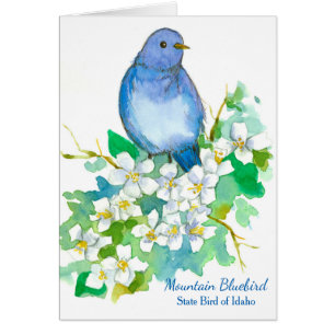 Oiseau d'état de la montagne Bluebird noir Idaho B