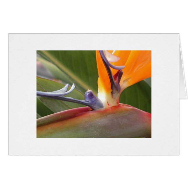 "Oiseau du Paradis en fleurs" (Devant horizontal)