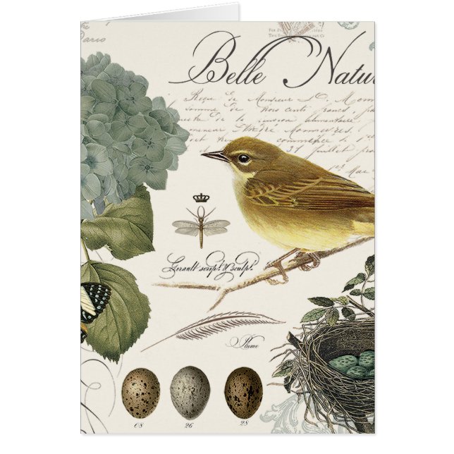 oiseau et nid français vintages modernes (Devant)