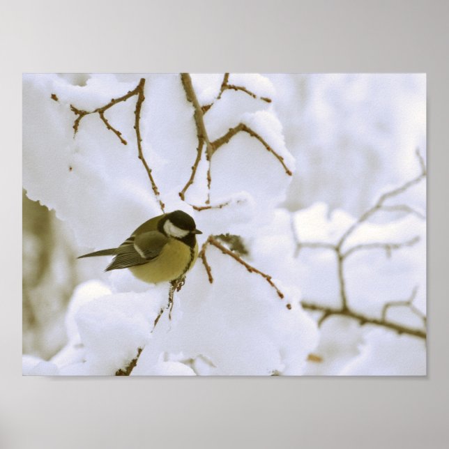 Oiseau Hiver Photo Valeur Poster Papier (Matte) (Devant)