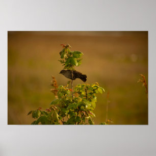 Oiseau sur une affiche de succursale