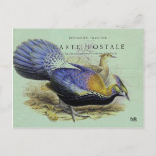 Oiseau violett postkarte