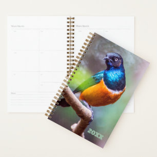 Oiseau Watcher Blue Orange Green Starling sur un m