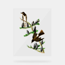 Oiseaux Audubon - Moucherolle à côtés olive