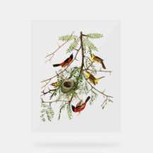 Oiseaux Audubon - Oriole des vergers - Févier d'Am