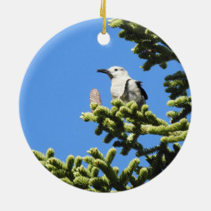 Oiseaux, Casse-Noisette de Clark, faune, ornement