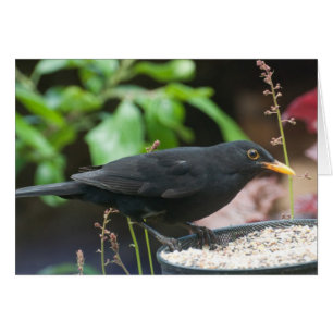 Oiseaux chanteurs britanniques : merle masculin