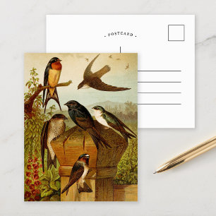 Oiseaux d'Amérique du Nord Carte postale de Gust