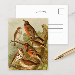 Oiseaux d'Amérique du Nord Carte postale de Gust