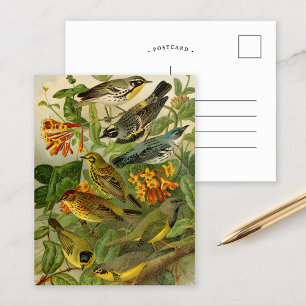 Oiseaux d'Amérique du Nord Carte postale de Gust