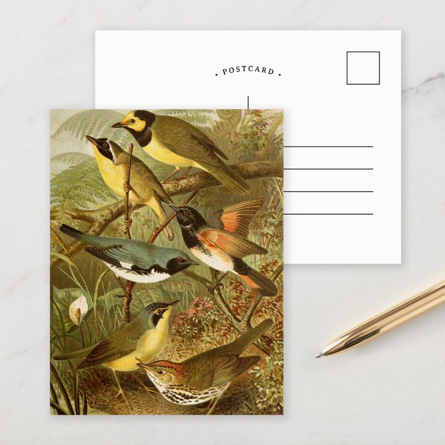 Oiseaux d'Amérique du Nord | Carte postale de Gust (Créateur téléchargé)
