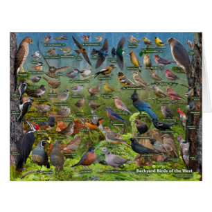 Oiseaux de jardin de la carte enorme occidentale