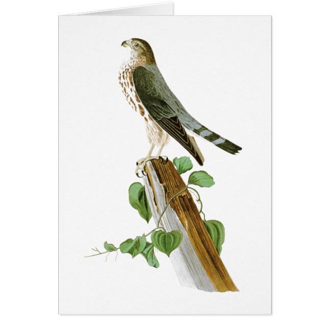 Oiseaux de Le Petit Caporal John Audubon de (Devant)