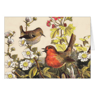 Oiseaux de printemps Robin Oiseaux rouges