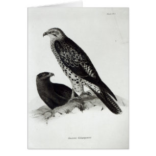 Oiseaux de proie