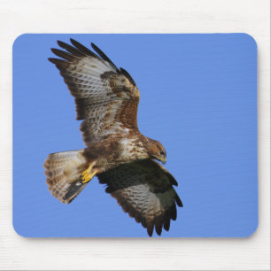 Oiseaux des tapis de souris de proie