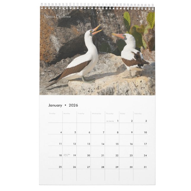 Oiseaux du calendrier de Galapagos (Jan 2026)